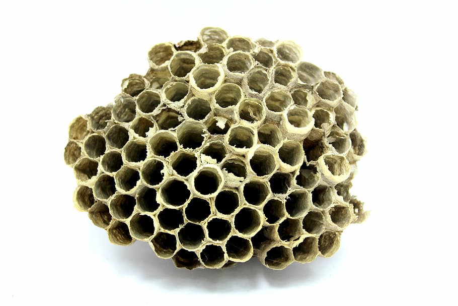 bee, hive, honey, insect, work, breed, fly, wax, natural, record HD wallpaper
