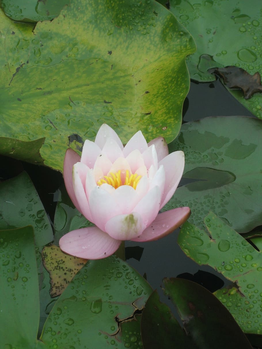 lily, water, pink, flower, flowering plant, water lily, leaf HD wallpaper