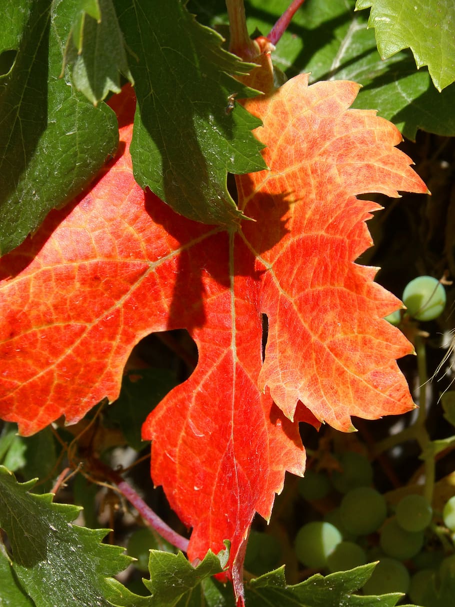 Vine, Red Leaf, Viticulture, autumn, day, outdoors, nature HD wallpaper