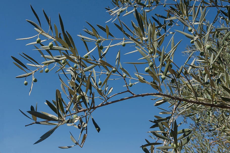 Plants, Trees, Clouds, Nature, sky, outside, macro, close-up HD wallpaper