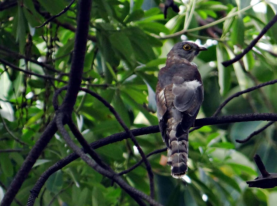 brainfever bird, common hawk-cuckoo, hierococcyx varius, ghaziabad HD wallpaper