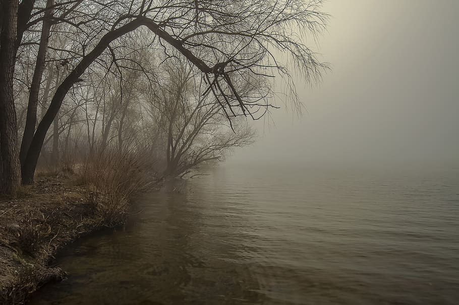 fog, tree, dawn, landscape, nature, river, water, tranquility HD wallpaper