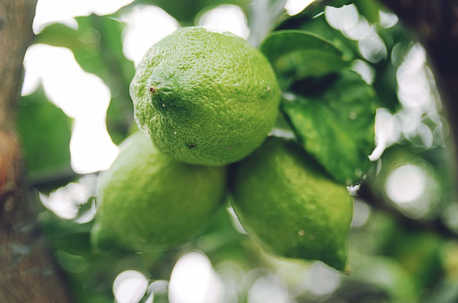 close up photo of green citrus fruit, selective focus photography of guava fruits HD wallpaper