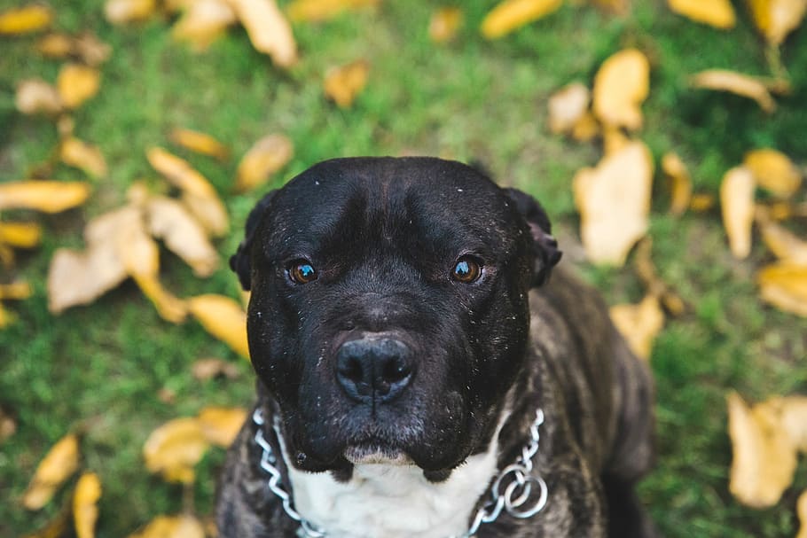 adult white and brown brindle American bully close-up photography