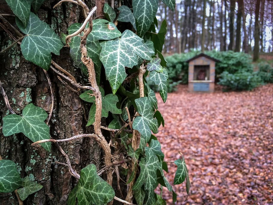 ivy, tree, bark, forest, log, climber, ranke, leaves, image stock HD wallpaper