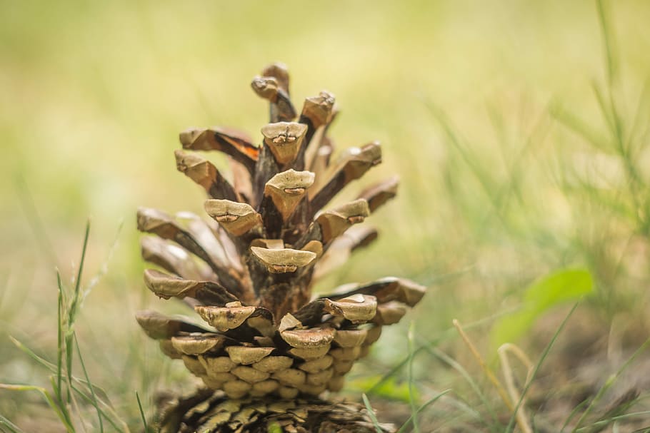pine cone, tree, nature, season, evergreen, wood, seasonal HD wallpaper