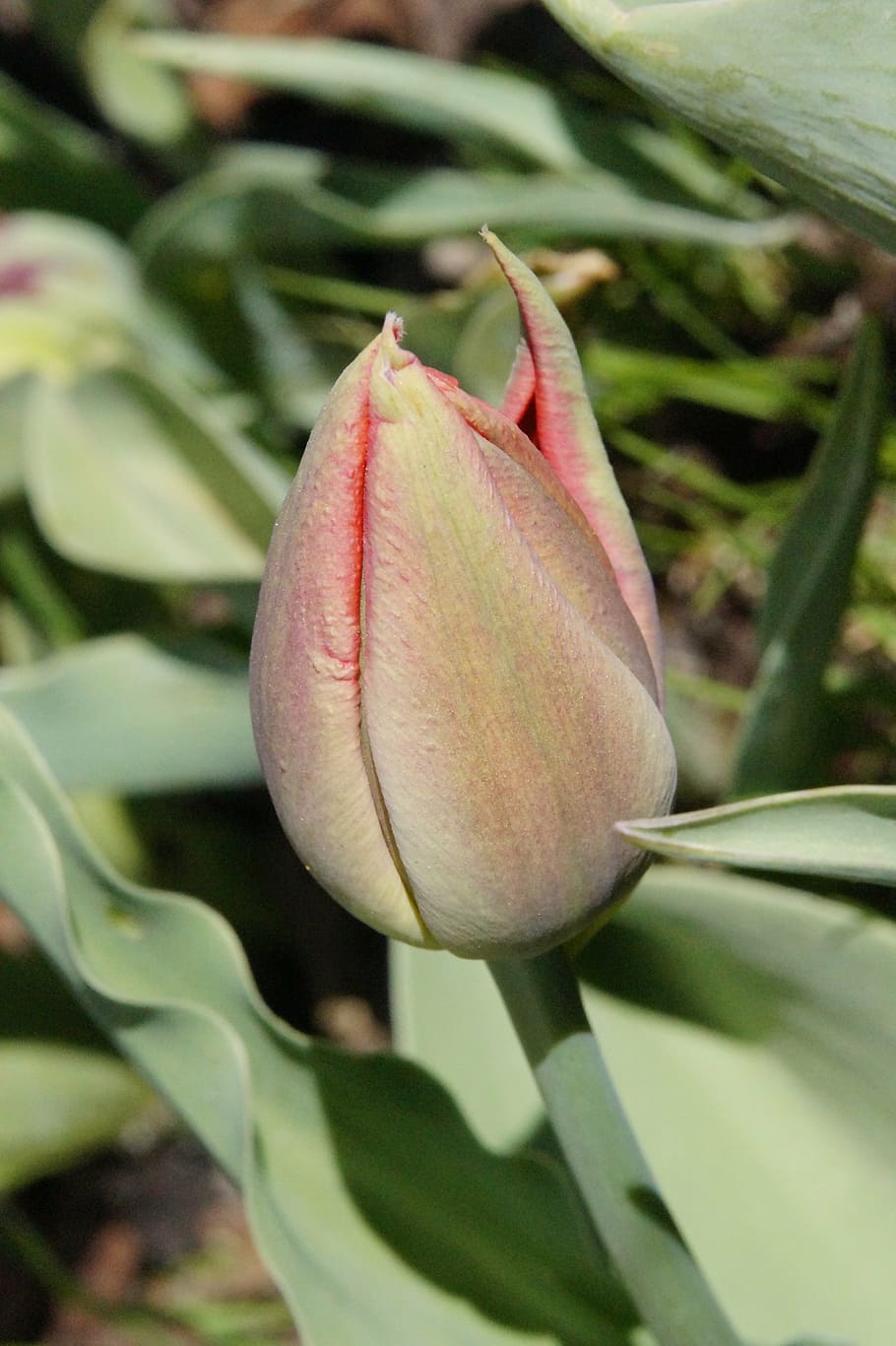 tulip, closed, red, bloom, flower, spring, nature, blossom HD wallpaper