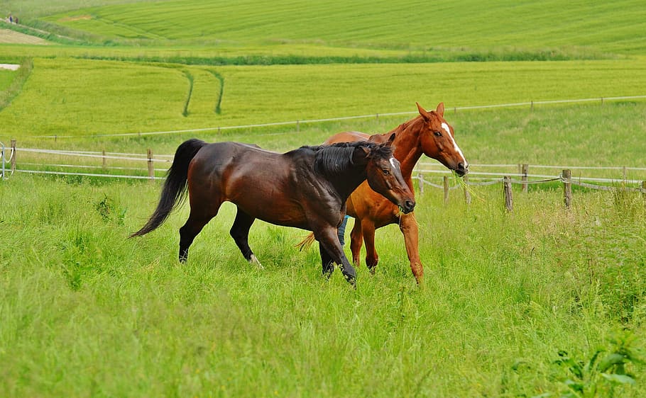 horses, for two, coupling, stallion, eat, paddock, brown, meadow HD wallpaper