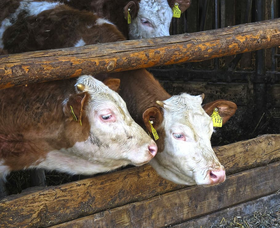 Stall, Beef, Cows, Front, Woods, front woods, domestic cattle HD wallpaper