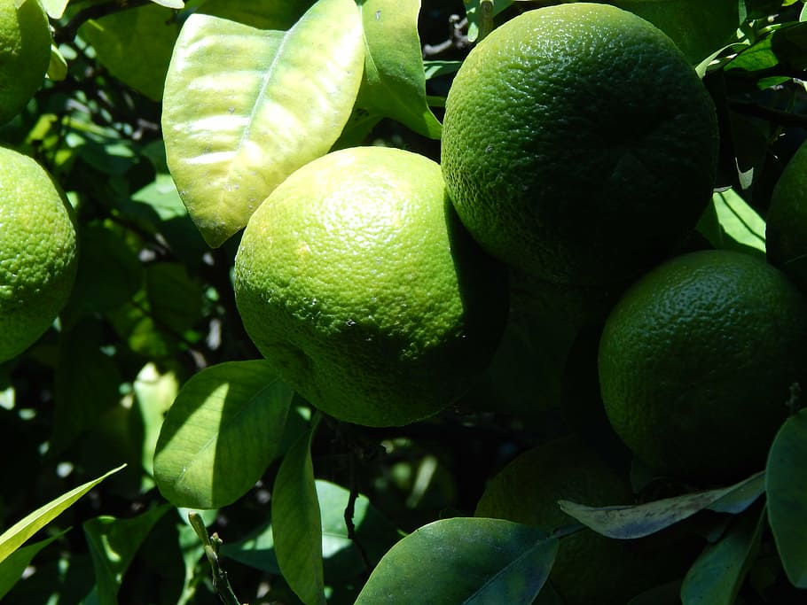 lime, lemon, fruit, green, leaves, fruit tree, healthy eating HD wallpaper