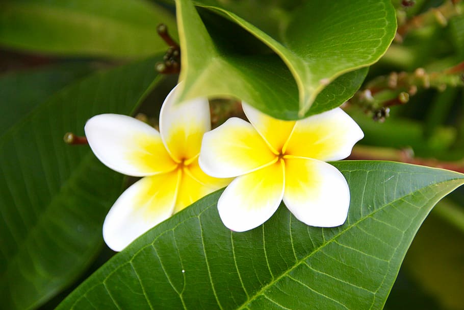 flower, leaf, white, yellow, plant, petal, flowering plant HD wallpaper