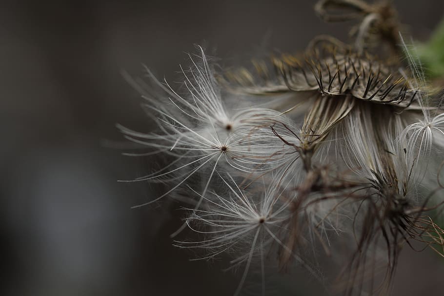 shallow focus photography of white dandelion flower, smooth, pattern