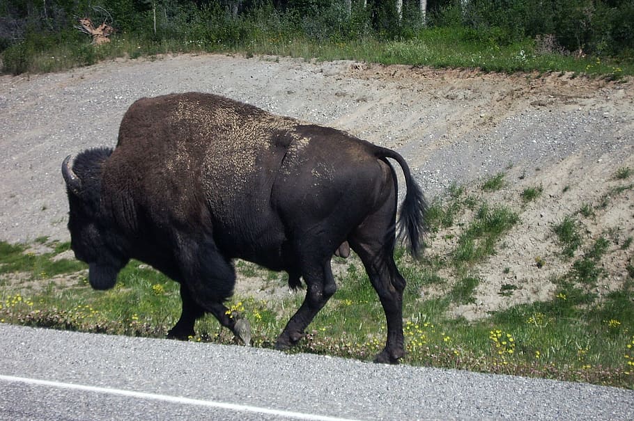 buffalo, bison, canada, north, northwest canada, animal themes HD wallpaper