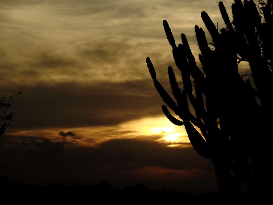 cacti, thorns, sol, afternoon, horizon, silhouette, backcountry HD wallpaper