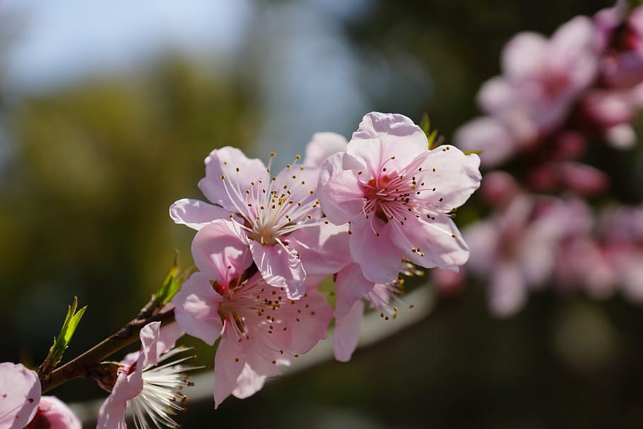 cherry blossoms, flower, pink, spring, flowering plant, fragility HD wallpaper