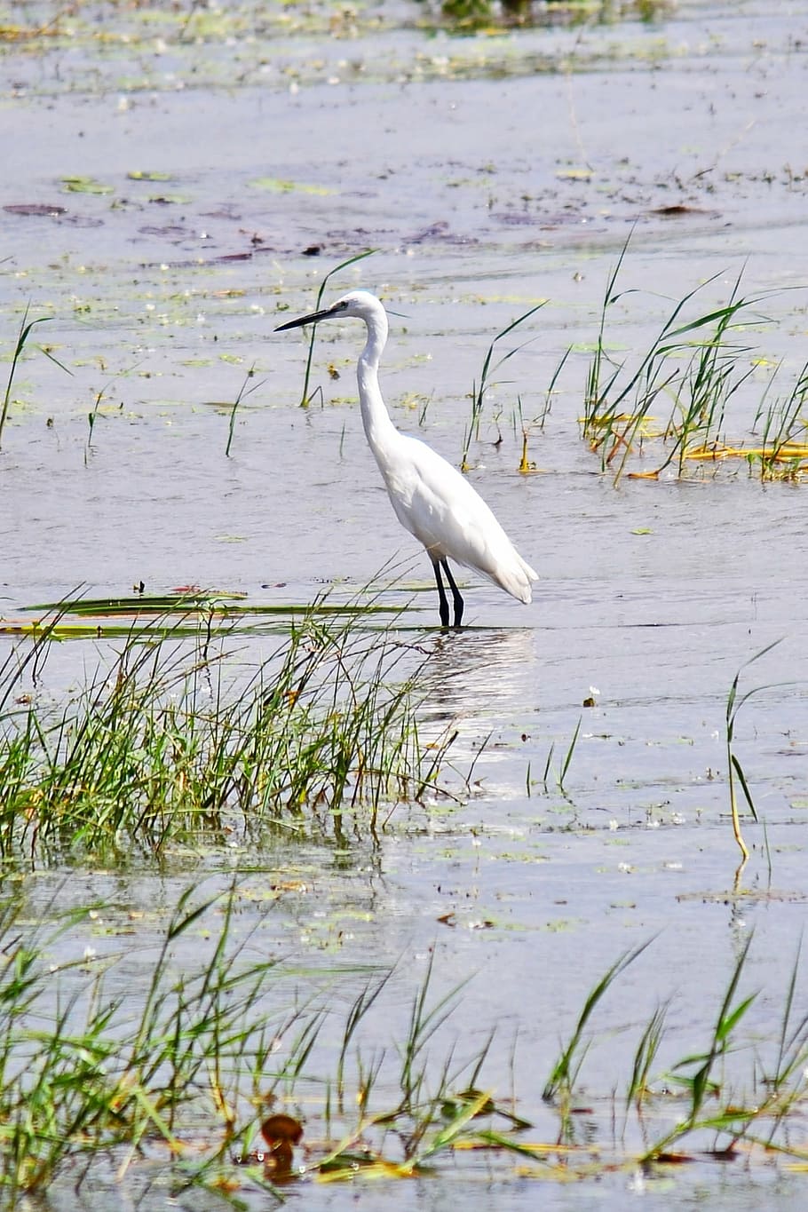 crane, bird, standing, white, wildlife, bird watching, sri lanka, HD wallpaper