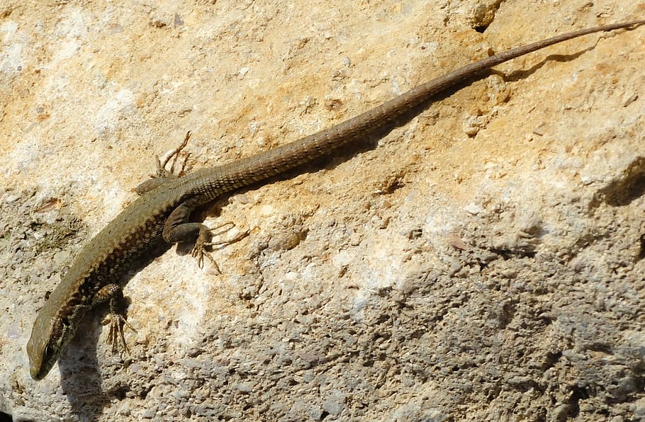lizard, stone, reptile, armor, animals, reptiles, animal themes HD wallpaper