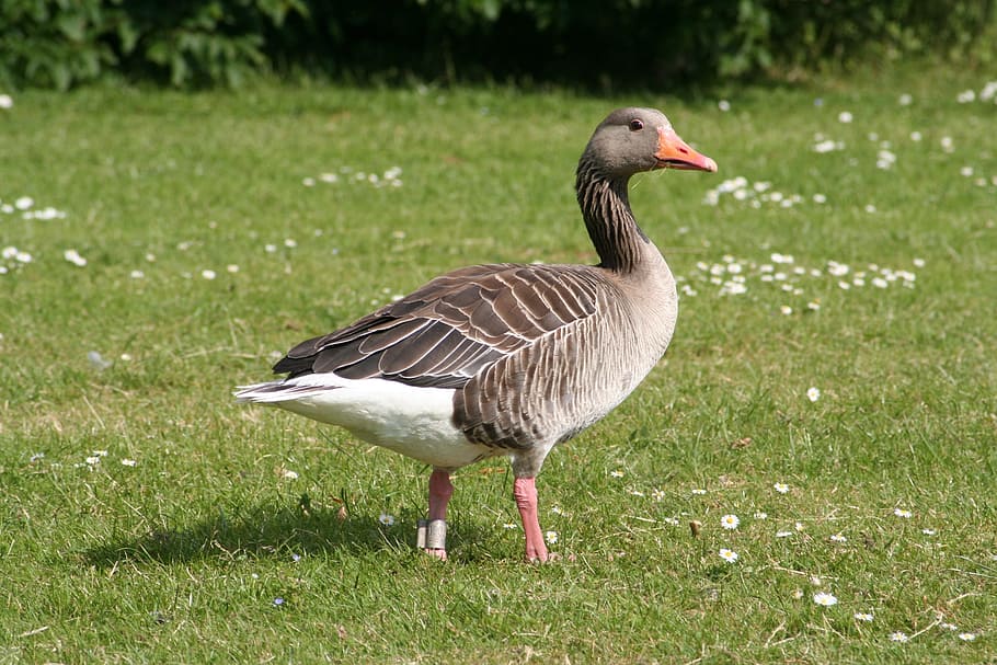 HD wallpaper: goose, expensive, natural, gray, bird, fly, animals in ...