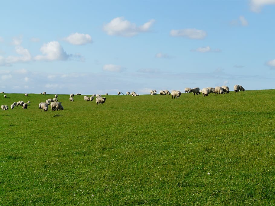 Flock, Sheep, Rhön, Dike, flock of sheep, rhön sheep, meadow, HD wallpaper