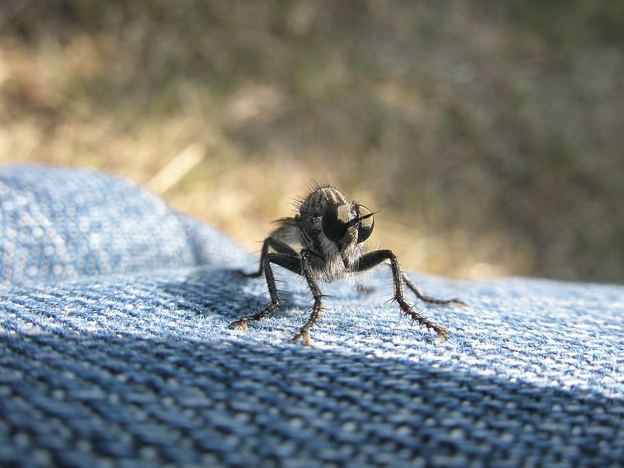 fly, insects, flies, animal themes, animals in the wild, one animal HD wallpaper