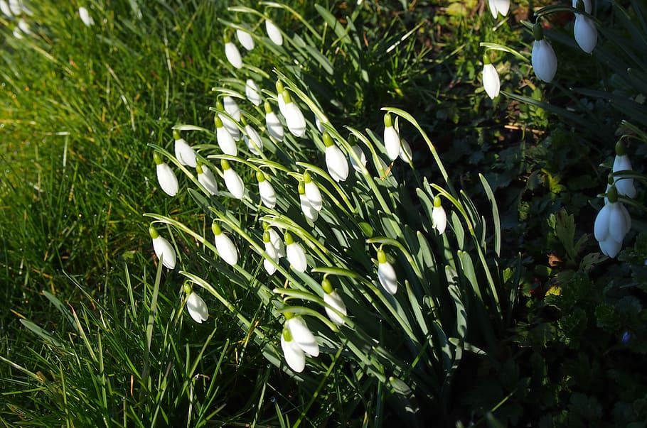 Snowdrop, Flowers, Meadow, Spring, snowdrops, green color, plant HD wallpaper