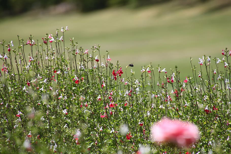 selective focus photography of red petaled flowers, meadow HD wallpaper