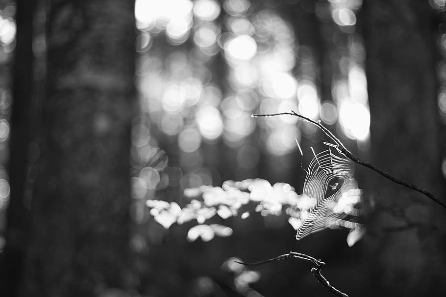 blur, bokeh, dark, focus, insect, light, outdoors, spider, spider web HD wallpaper