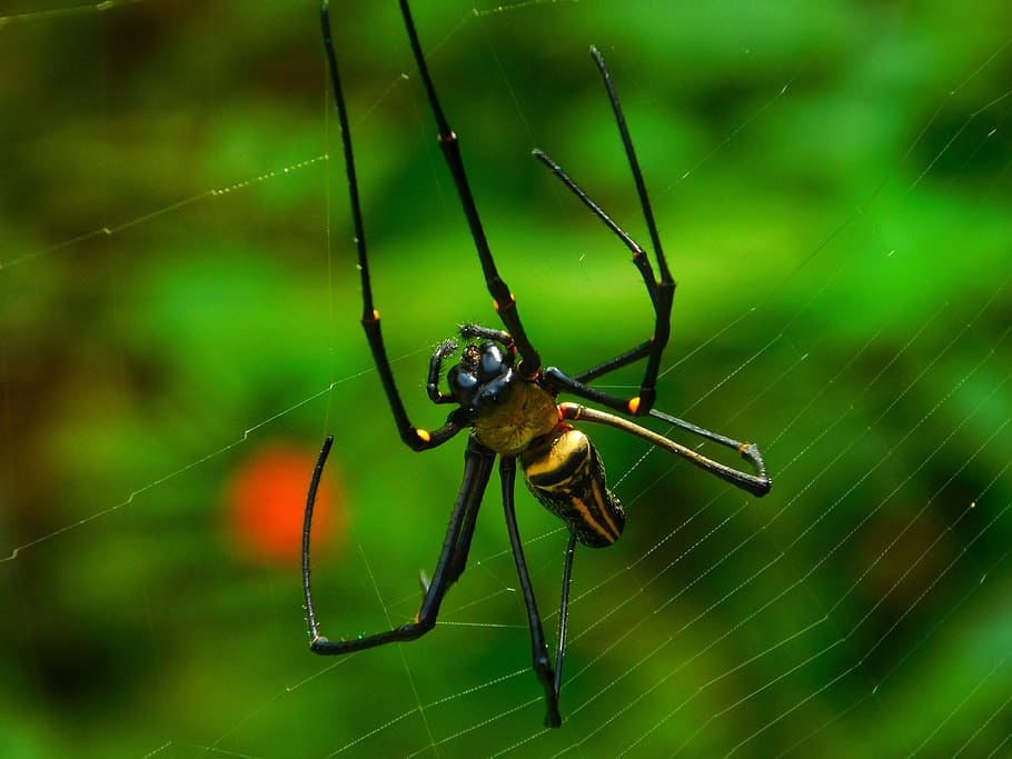 spider, web, nature, insect, invertebrate, animal themes, animals in the wild HD wallpaper