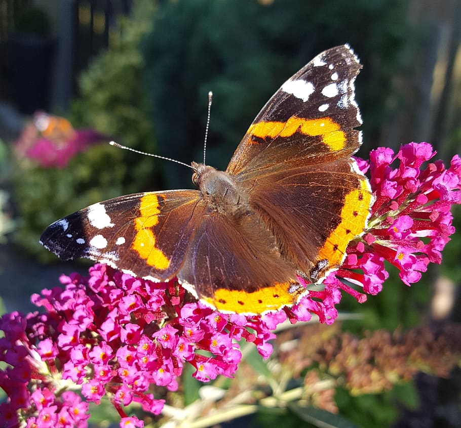 insect, admiral, sunlight, flower, invertebrate, flowering plant HD wallpaper