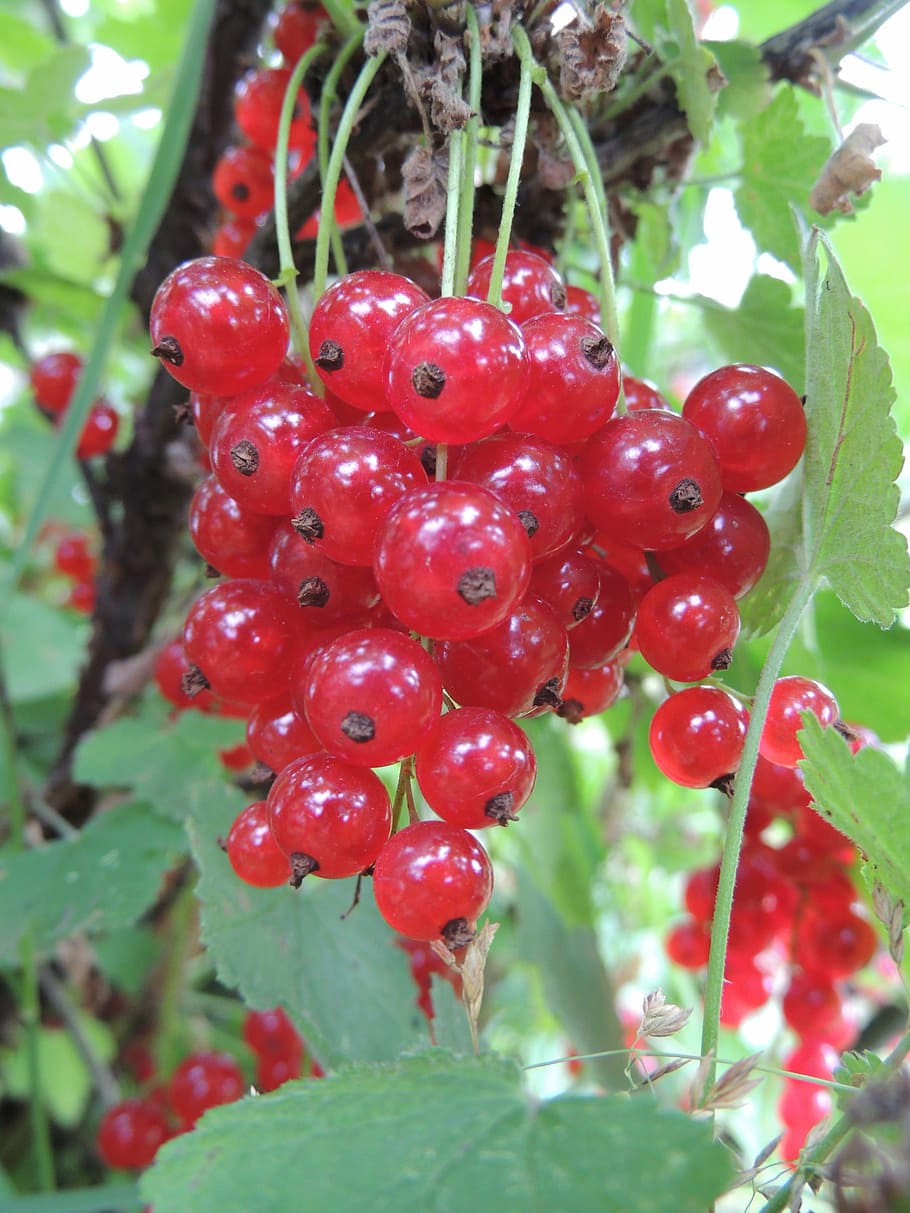 currant, berry, closeup, summer, red currant, useful, harvest HD wallpaper