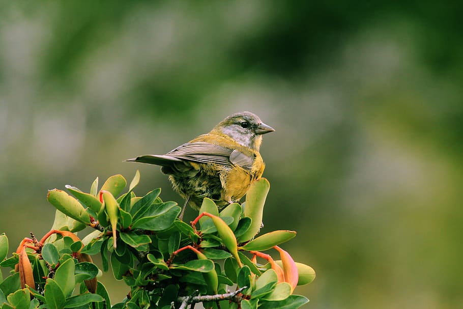 yellow and gray bird on green leaf plant, selective focus photography of yellow and gray bird, HD wallpaper