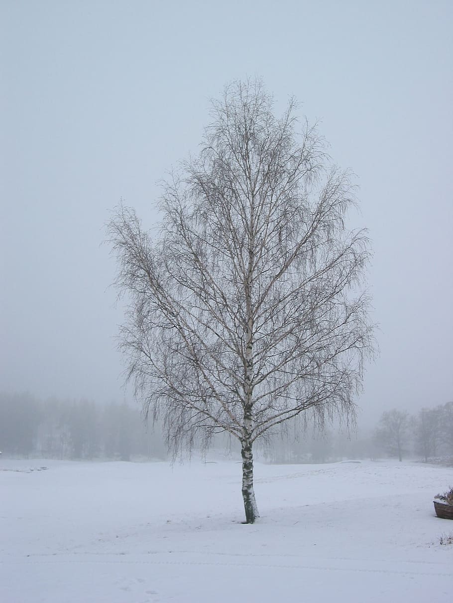 winter, tree, cold, field, frozen, sweden, winter magic, landscape HD wallpaper