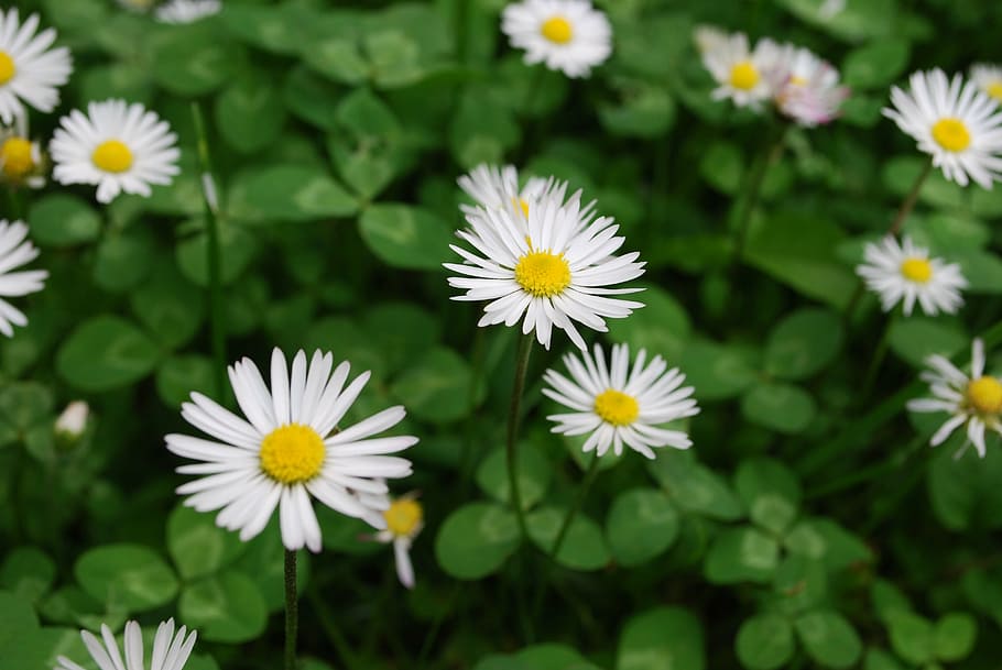 garden, daisy, plant, white, spring, blossom, bloom, meadow HD wallpaper