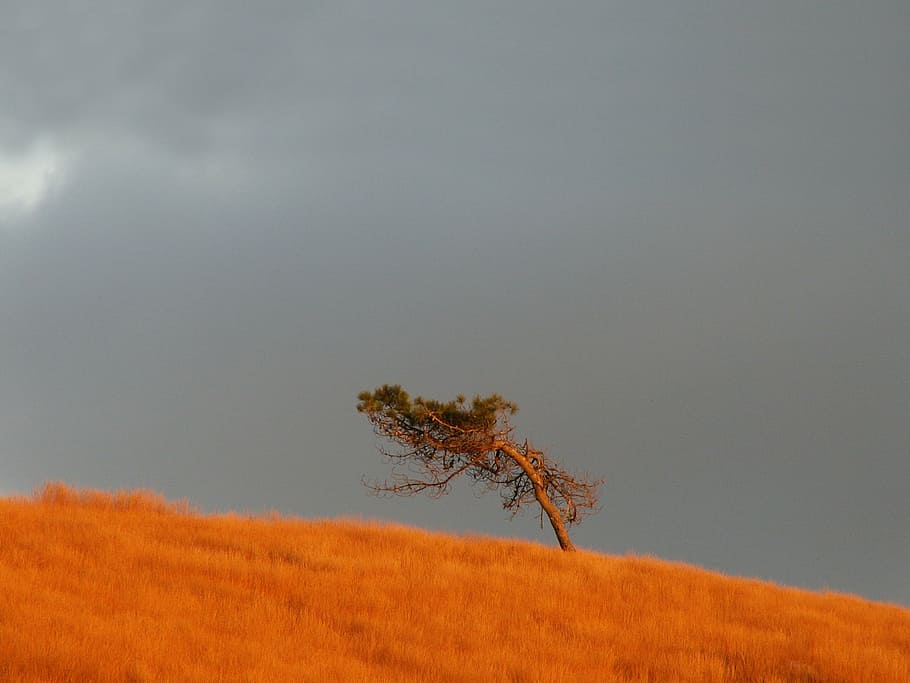 brittany, tree, unique, nature, yellow, autumn, plant, no people HD wallpaper