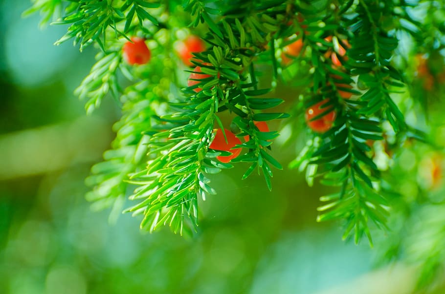 selective focus photography of green leaf plant, Branch, Needles HD wallpaper