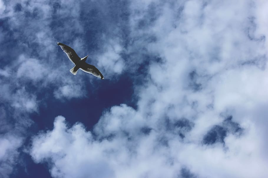photography of bird flying in the sky, low angle photography of bird flying HD wallpaper