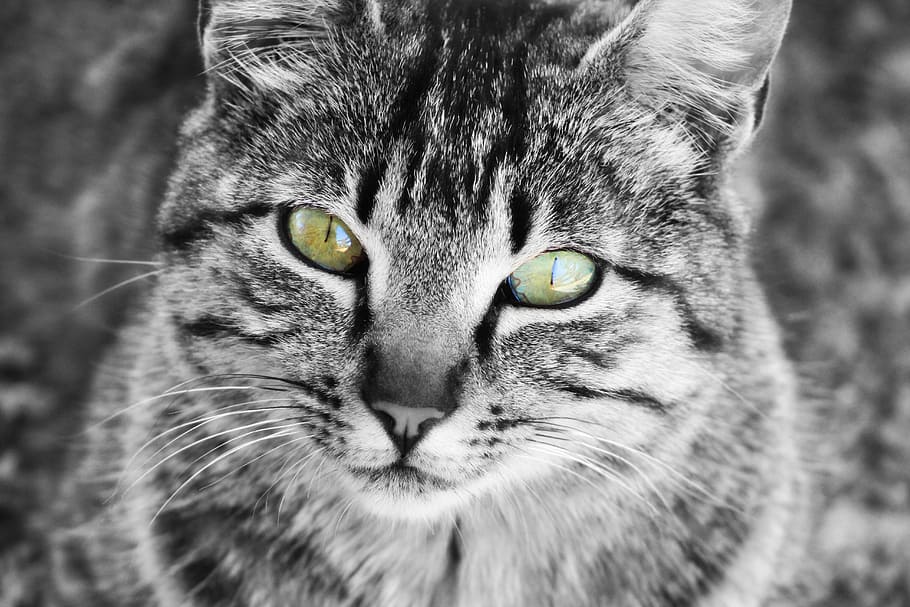 selected focus photo of gray tabby cat, eyes, whiskers, cat home