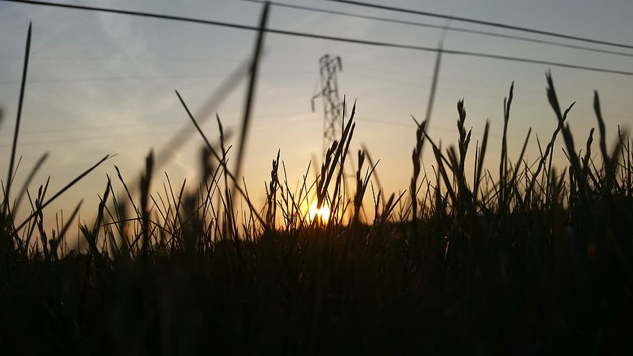 grass, sunset, sky, background, growth, plant, tranquility HD wallpaper