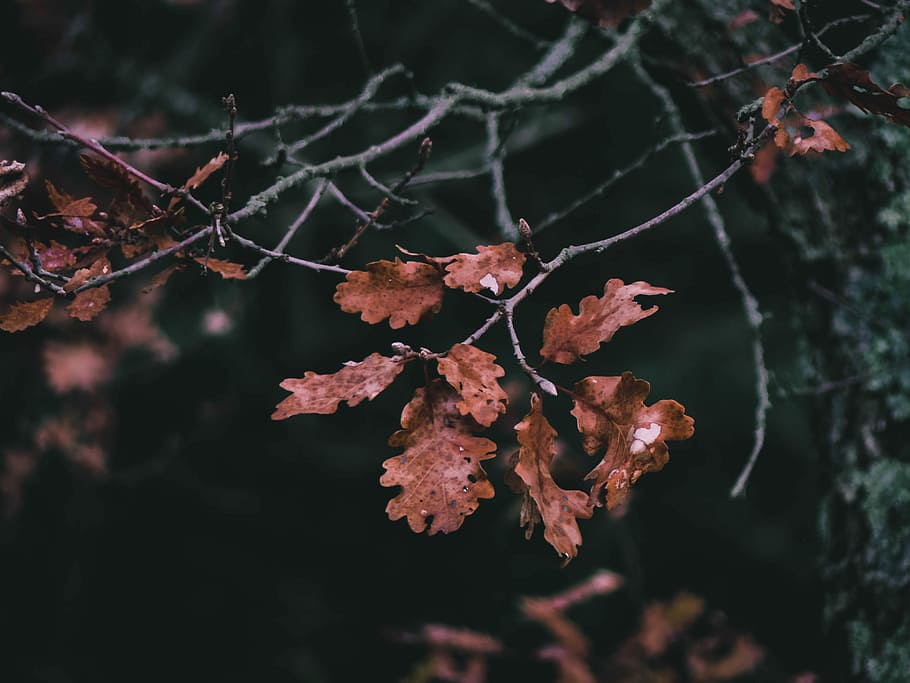 shallow focus photography of brown leaves, brown leafs during daytime HD wallpaper