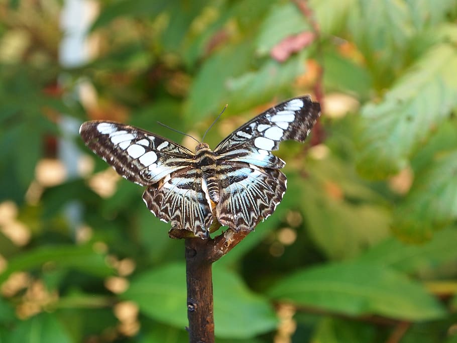 butterfly, nature, insect, animal wildlife, animal themes, plant HD wallpaper