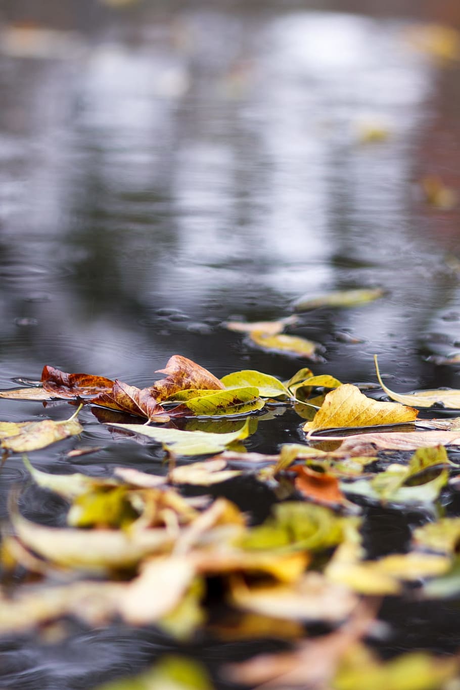 Hd Wallpaper Autumn Puddle Leaves Listopad Rain Reflection Water Fallen Foliage