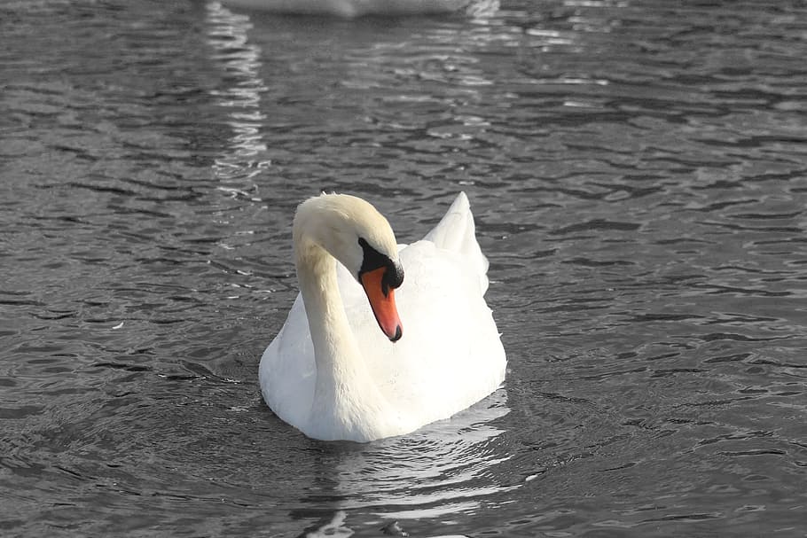 swan, black, white, water, london, hyde, animal themes, bird, HD wallpaper