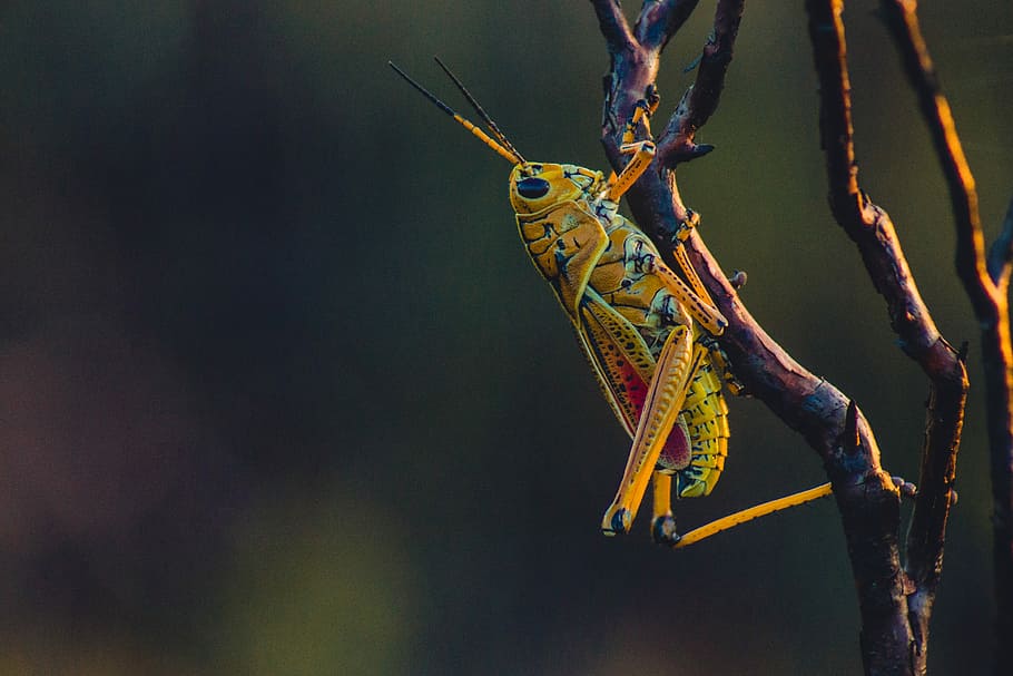 macro photography of yellow grasshopper on tree branch, yellow Eastern lubber grasshopper perched on stick HD wallpaper