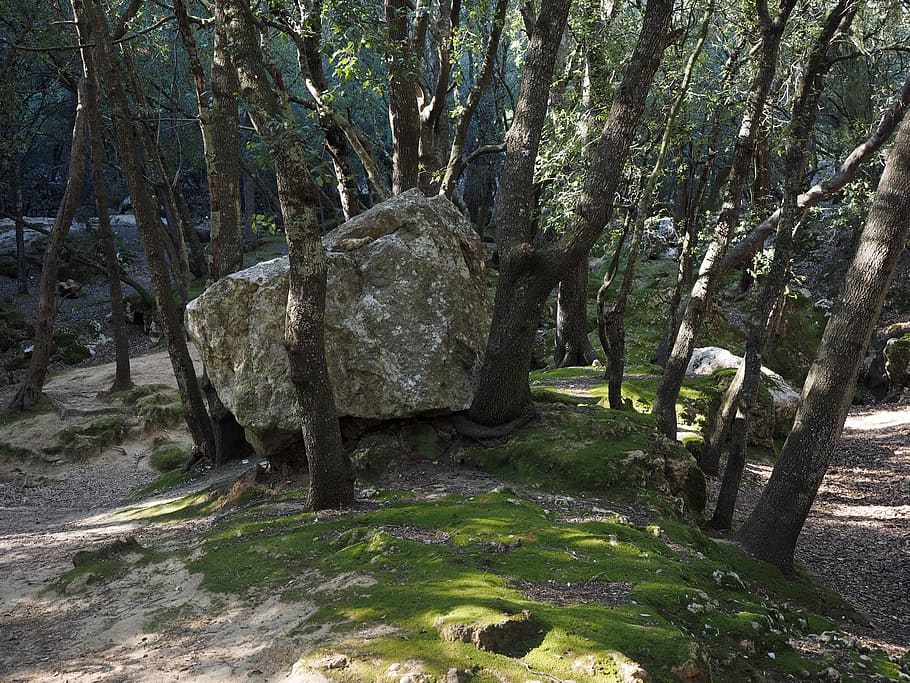 black rock between trees, oak forest, limestone, stone oak HD wallpaper