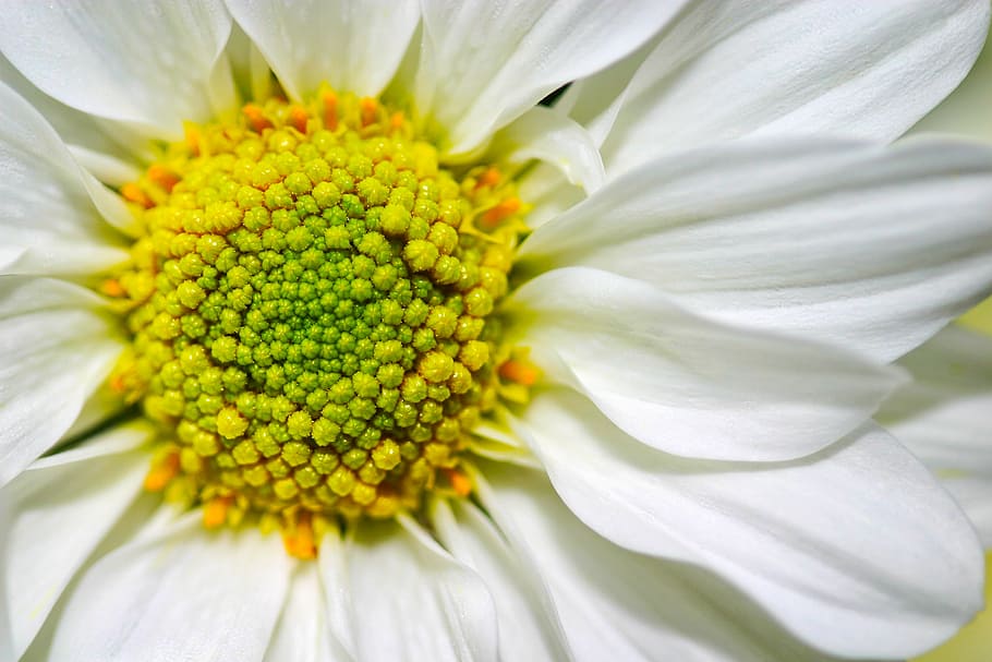 white chrysanthemum in bloom macro photography, leucanthemum, HD wallpaper