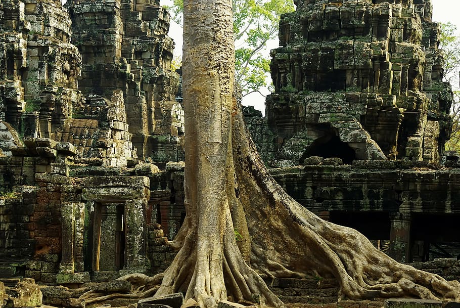 tree trunk and root surrounded by gray temple ruins, cambodia