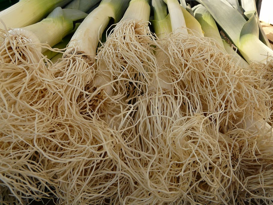 leek, vegetables, root, food, vitamins, healthy, eat, food and drink HD wallpaper