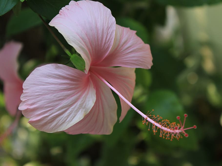 flowers, comfortable, pink, flowering plant, petal, vulnerability HD wallpaper
