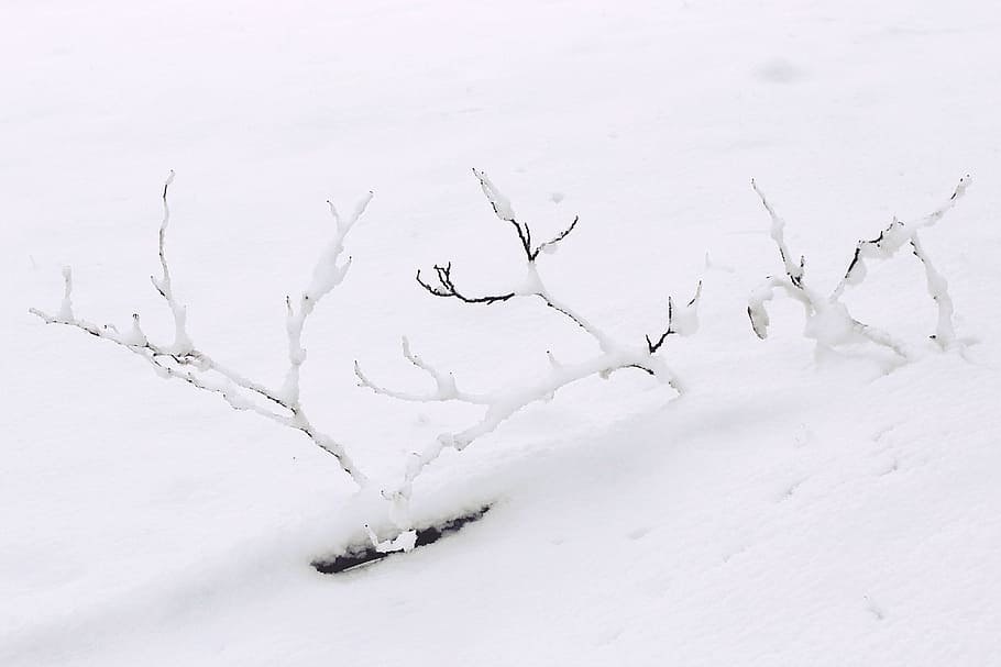 snow, winter, branch, branches, wintry, white, cold, nature HD wallpaper