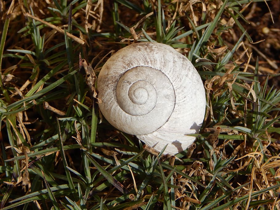 Shell, Garden, Snail, Nature, Mollusk, close, snail shells HD wallpaper